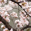 Cherry Blossom Closeup 6